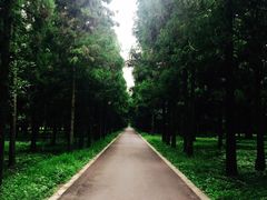 -东平国家森林公园