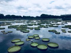 -荷塘月色湿地公园·向阳花洲