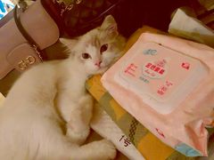 -猫大福·Fortune Cat猫舍(百子湾店)