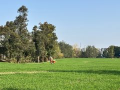 -土桥老街黄鸭子(清淳家园店)
