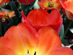 -洛阳郁金香牡丹园