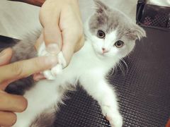 -八公叔叔宠物美容连锁(春申店)