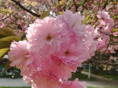 -武汉大学-樱园