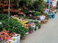 -平吉花卉市场