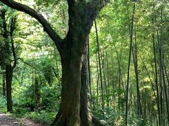 -西湖风景区十里琅珰-五云山