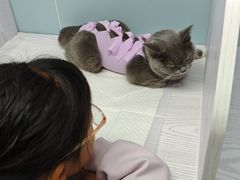-纳吉亚猫专科动物医院·北北分院