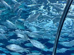 -上海海洋水族馆