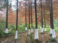 -重庆彩云湖湿地公园