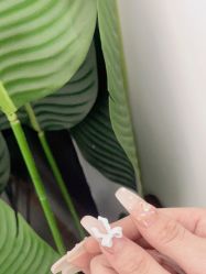 -瞧·享轻奢美甲美睫