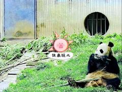 -卧龙中华大熊猫苑神树坪基地
