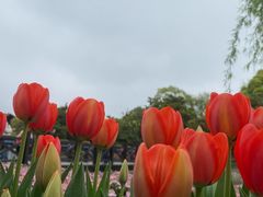 -上海鲜花港