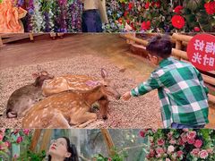 -正佳雨林生态植物园