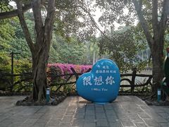 -西双版纳原始森林公园
