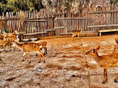 -泗洪洪泽湖湿地景区