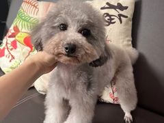 -福懋动物医院·犬猫全科·外科·重症科(杏林分院)
