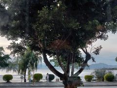 -野菌皇海景野生菌火锅(滨海大道店)