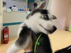 -瑞派宠物医院·24小时骨科·心脏·核磁(哈尔滨南岗店)
