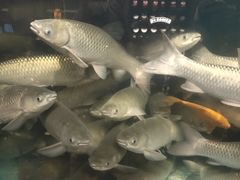 -淘米捞·米汤脆鲩鱼火锅(福田皇岗店)
