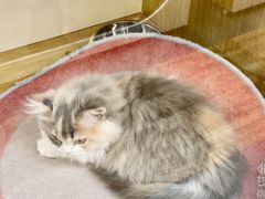 -青奢宠物·青奢猫舍