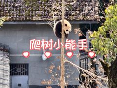 -中国大熊猫保护研究中心雅安碧峰峡基地