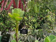 -中国科学院西双版纳热带植物园