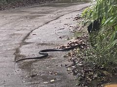 -海南热带雨林国家公园吊罗山景区