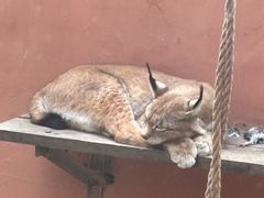 -青藏高原野生动物园