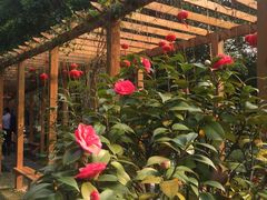 -香宫中餐厅 · 桂林香格里拉