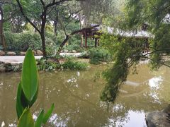 -金花茶公园
