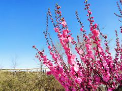 -永定河休闲森林公园