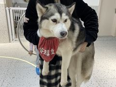 -Husky Go!哈士奇体验馆·宠物咖啡厅狗咖