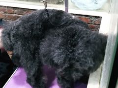 -宠颐生汉谟拉比宠物医院