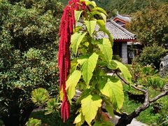 -玉水寨丽江源餐厅