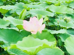 景点-荷花荡