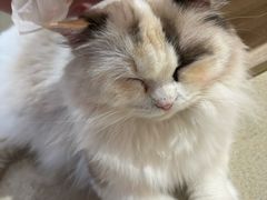 -藏猫猫咖啡主题馆(中央大道店)