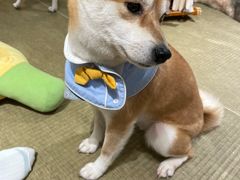 -逗柴咖啡屋·狗咖猫咖宠物桌游