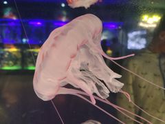 -上海海昌海洋公园