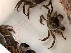 -阳澄湖大闸蟹·琼灵阁牌品牌连锁(吴中总店)