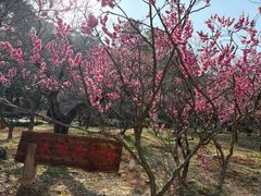 -无锡梅园公园