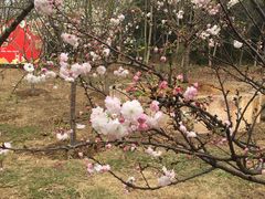 -天适樱花悠乐园
