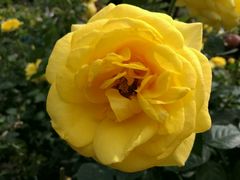 -人民公园(罗湖区)