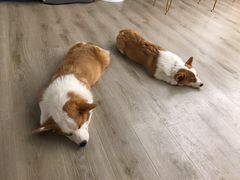-浣熊柯尔鸭土拨鼠·电玩咖