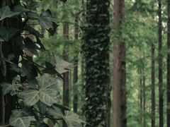 -黄海国家森林公园