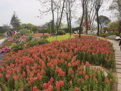 -铁山坪森林公园