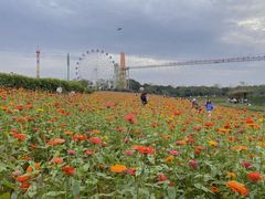 -花博汇(知音花月夜)