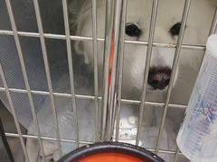 -达爱动物医院·犬猫分区·CT·复杂眼科(远洋山水分院)