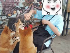 -柴犬高等学院·狗咖·柴犬售卖·宠物训练