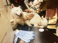 -逗柴咖啡屋·狗咖猫咖宠物桌游