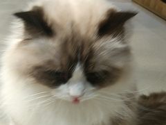 -藏猫猫咖啡主题馆(中央大道店)