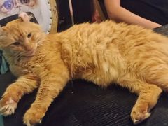 -猫小院猫主题咖啡厅(北锣店)